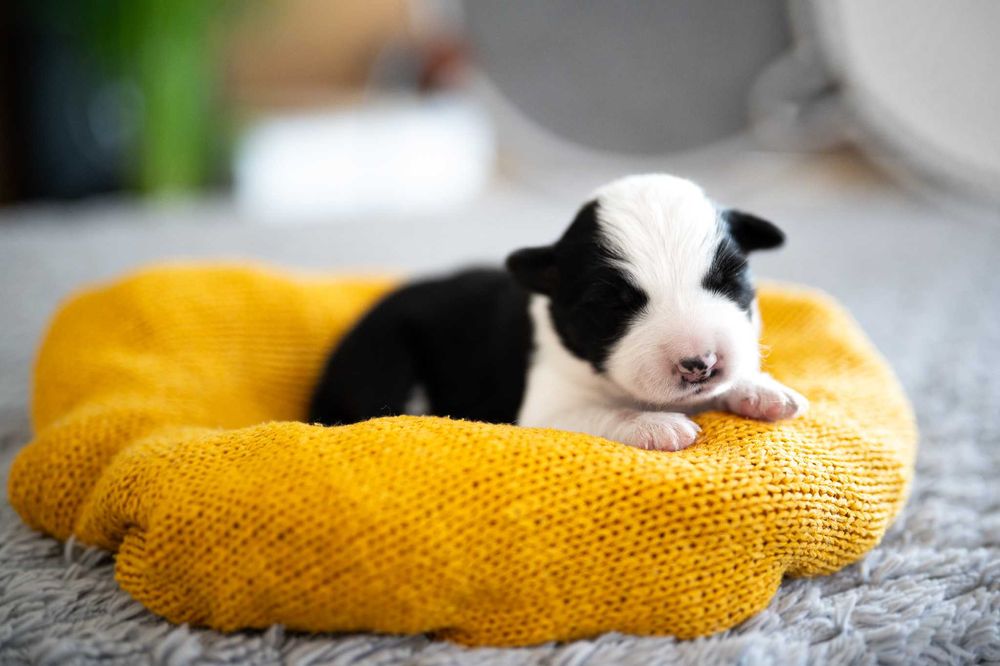 szczeniak Border Collie suczka - badania genetyczne