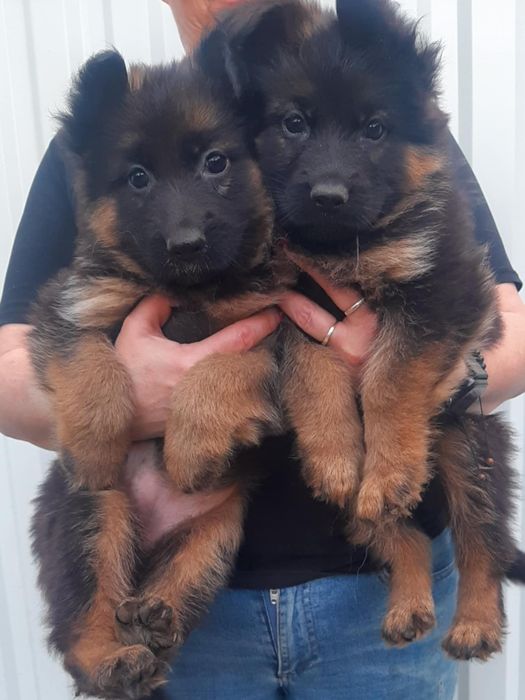 Owczarek niemiecki długowłosy i krótkowłosy