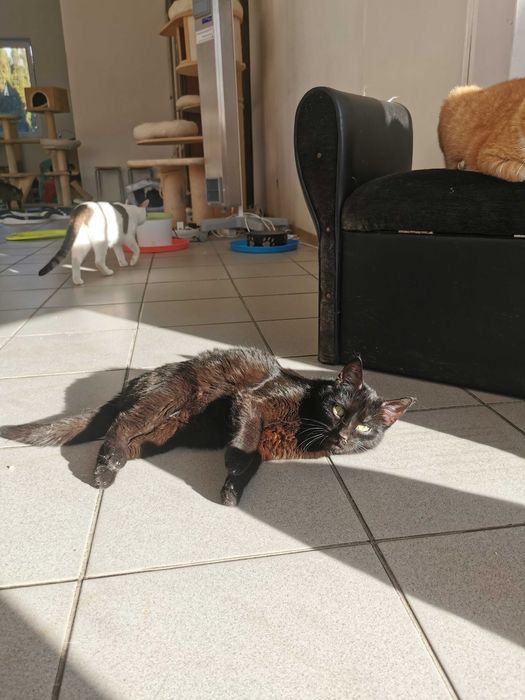 Urocza koteczka Huba