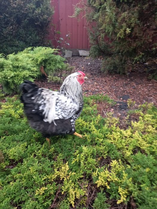 Продам півнів Віандот серебро