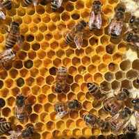 продам пчёлы и пчелопакеты