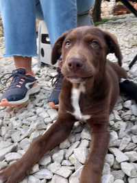 Cachorrinhos para adoção responsável