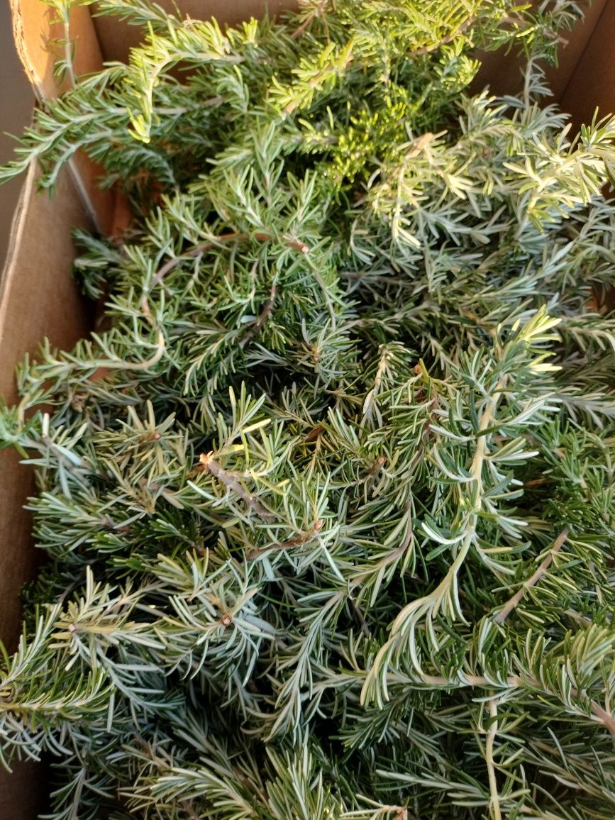 Folhas secas de aromáticas Bio