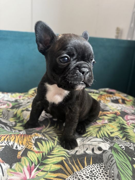 Buldog francuski suczka do rezerwacji