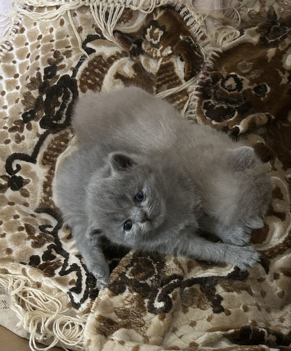 Британські кошенята