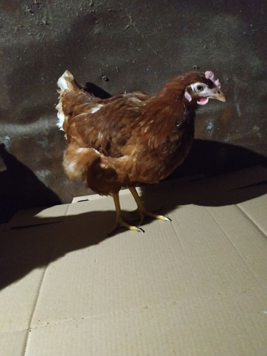 Продам курей несушок