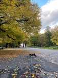 Pet sitting / Dog walking- Passeios para cães pequenos grátis