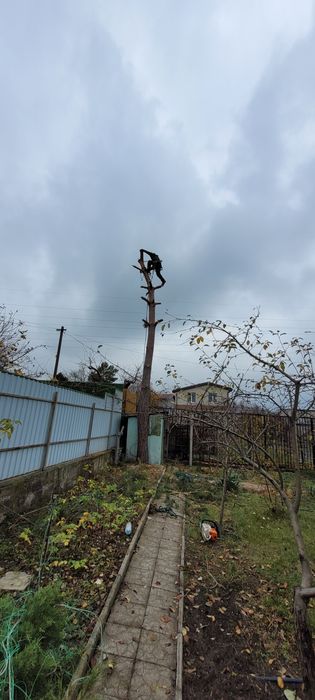 Покос трави СпИл деревьев дробление веток