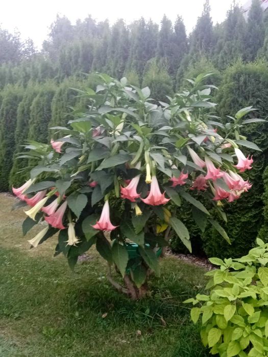 Dwie różowe rozsady Datury