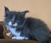 Niebiesko biała koteczka Maine Coon