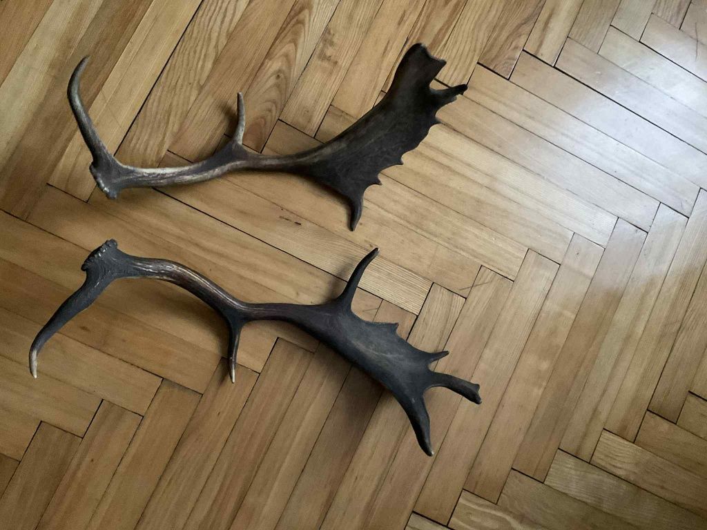Poroże para daniela zrzut daniela