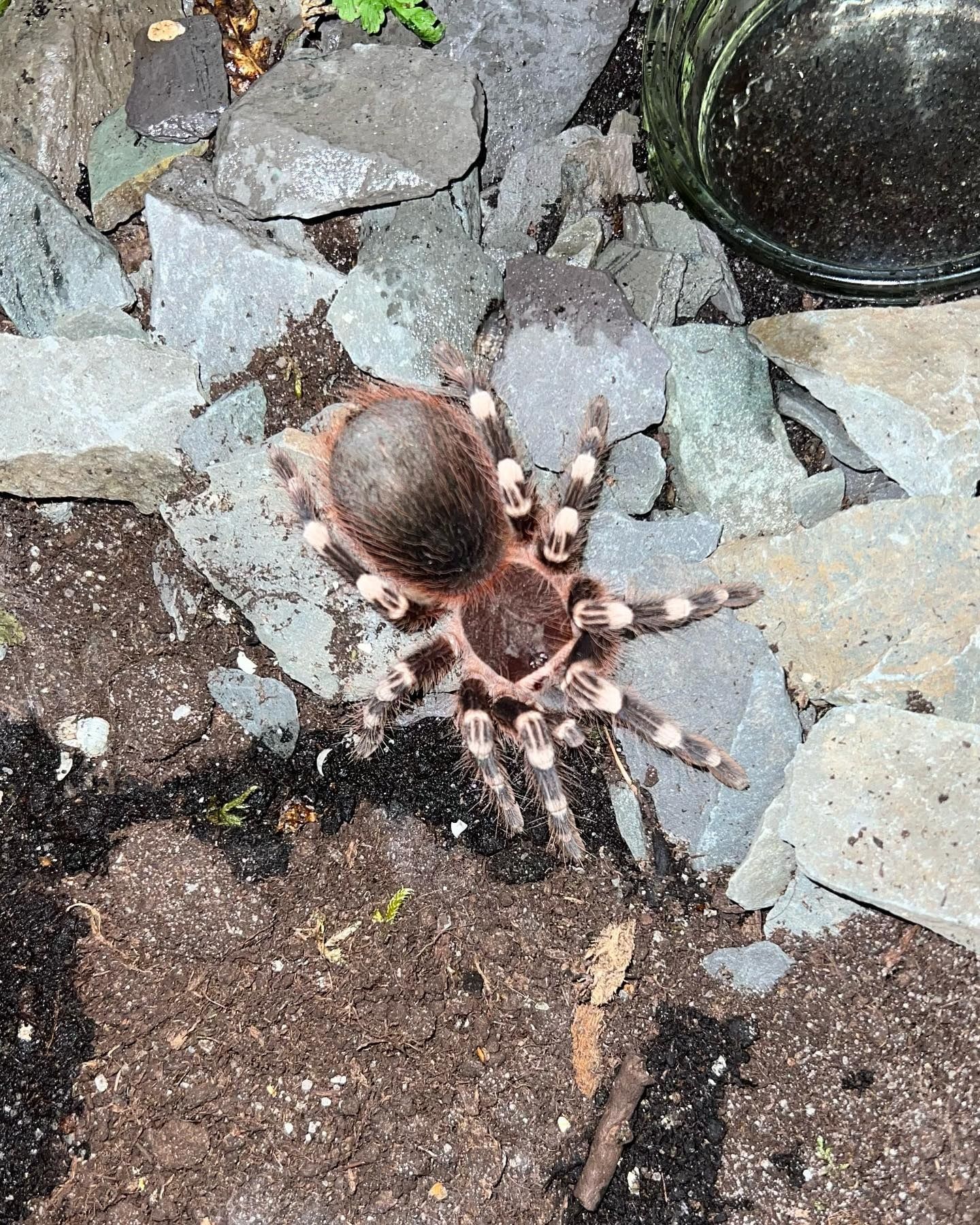 Acanthoscurria geniculata