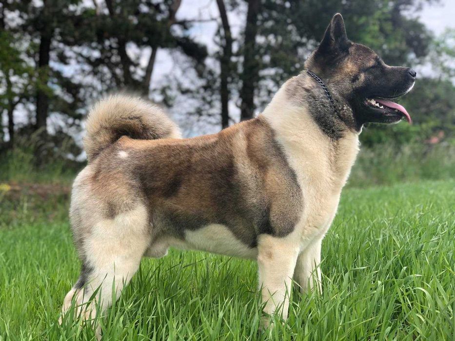 Akita amerykańska, Akity Amerykańskie - suczka ZKwP/FCI