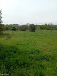 Terreno rústico com 4,04 hectares com olival, sobreiros, vinha e cu...