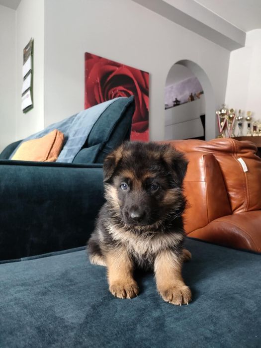 Owczarek niemiecki suczka szczeniak