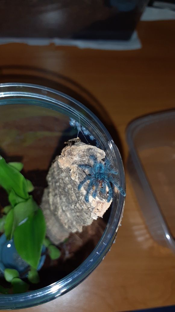 Caribena versicolor l2 + gotowy pojemnik i karaczany