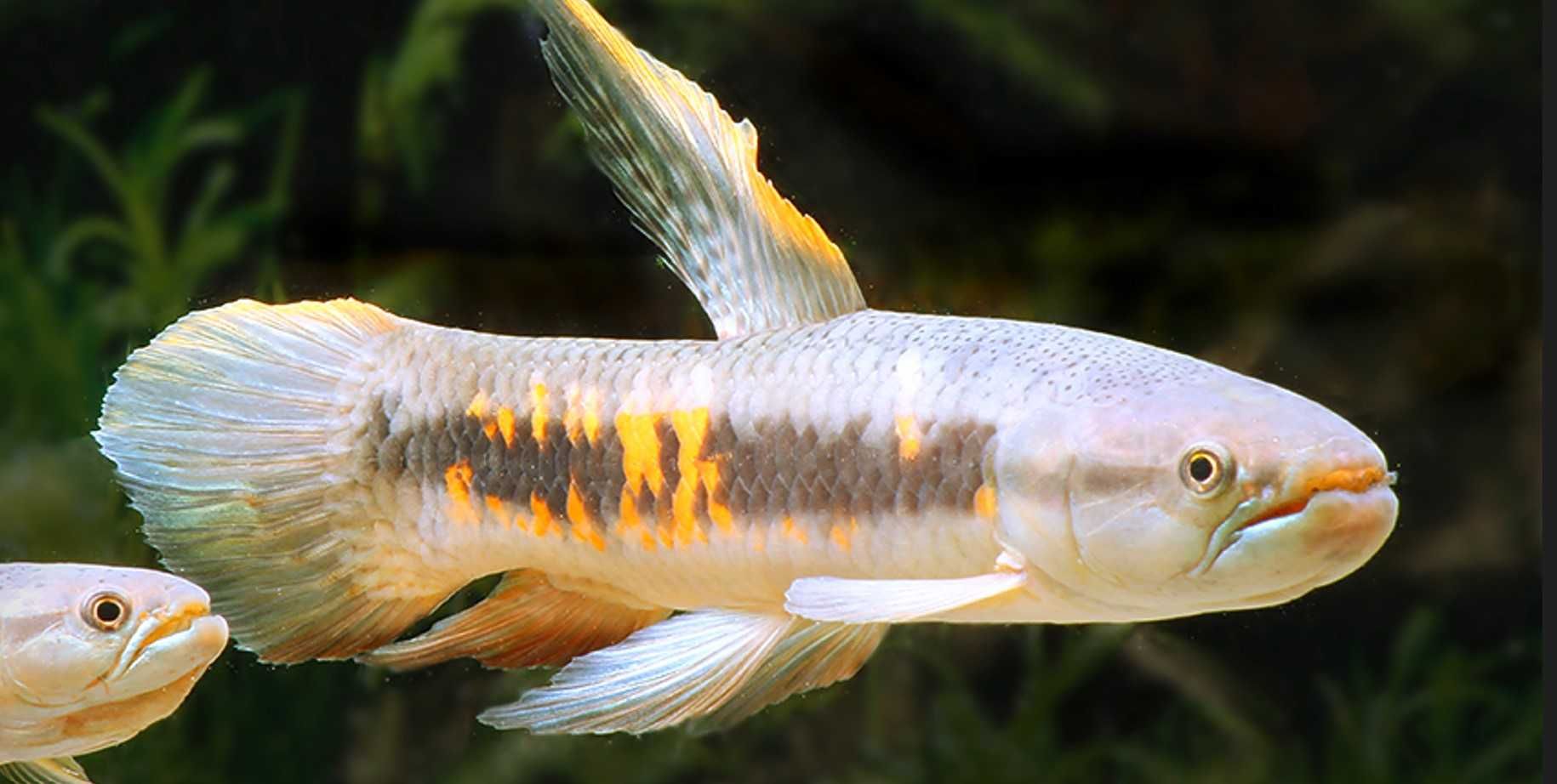 RYBA WILK - Erythrinus erythrinus - odłów - WF - dowóz, wysyłka