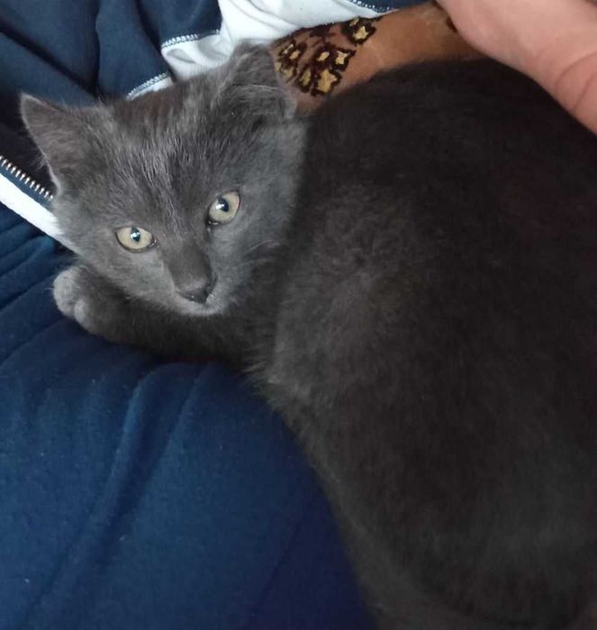 Котенятко в добрі руки