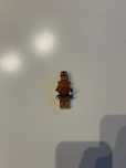 Lego Star wars Pong Krell sw0435
