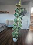 Figowiec sprężysty, 130 cm
