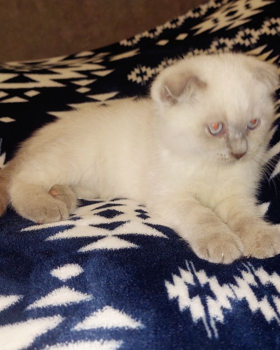 Плюшевая Шотландская вислоухая Девочка!