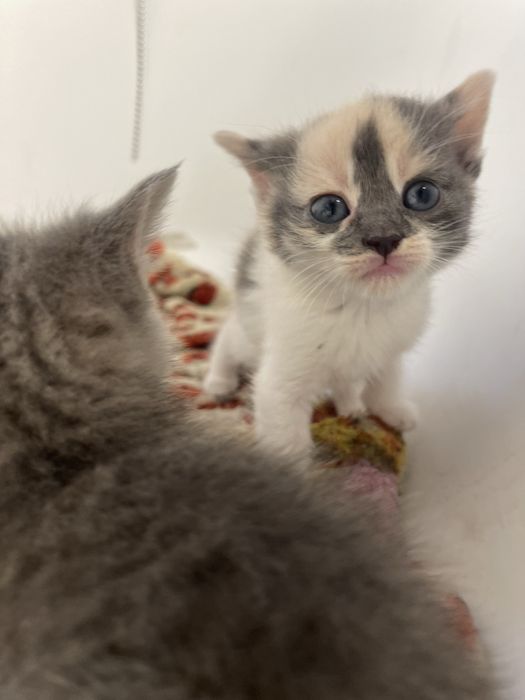 Отдадим котят в хорошие руки