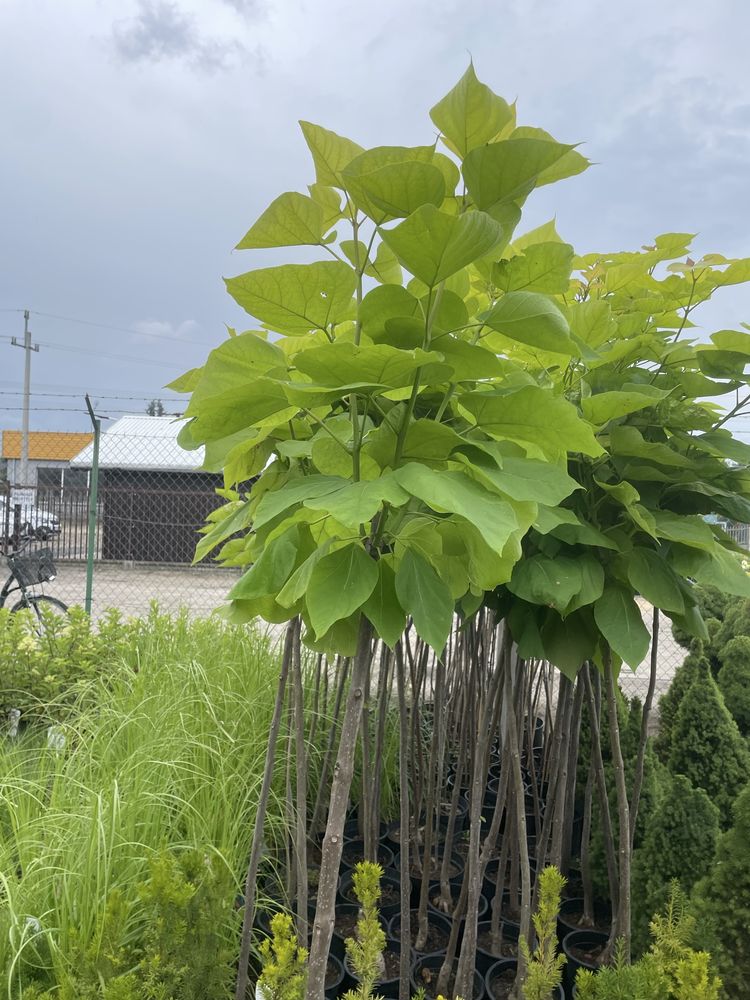 Sprzedam  Catalpa
