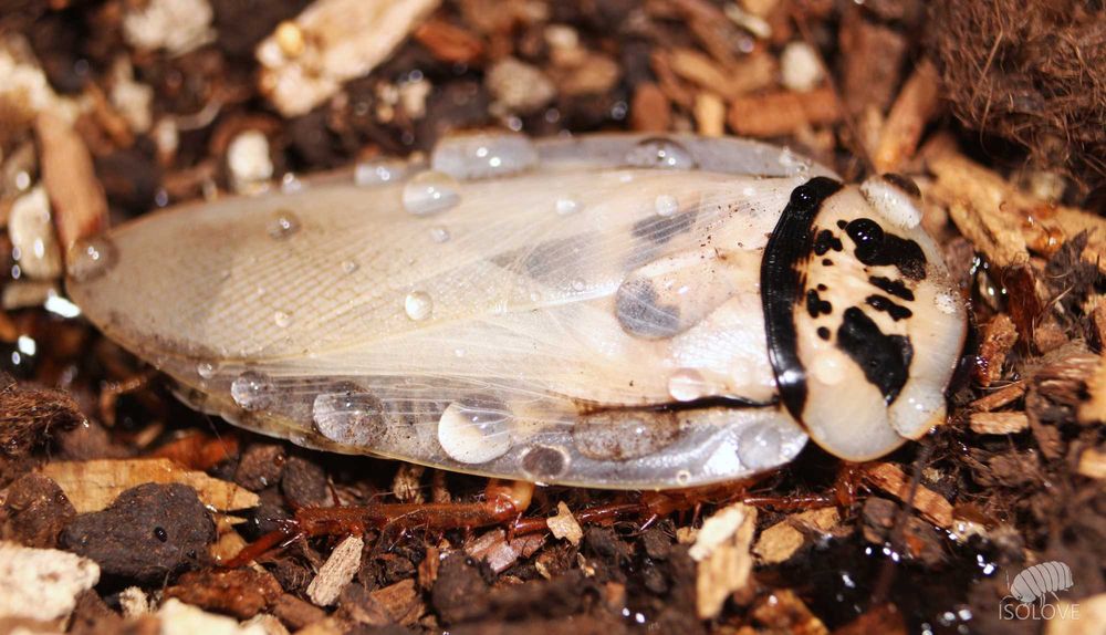 Eublaberus sp. „Ivory”, piękne owady, duże, ozdobne karaczany