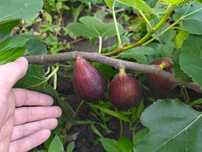 Саженцы инжира Moyuna Bifera