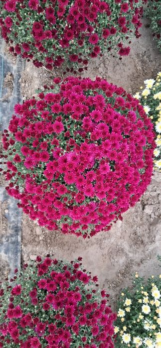 Chryzantemy drobnokwiatowe