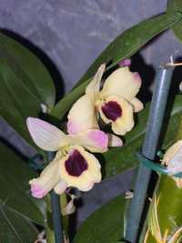 Уцінка орхідеї дендробіум, сортова орхидея