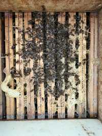 Przezimowanie rodziny pszczele ramka wielkopolska