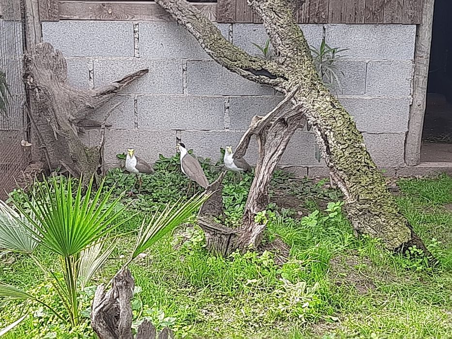 Ave fria militar (vanellus miles).