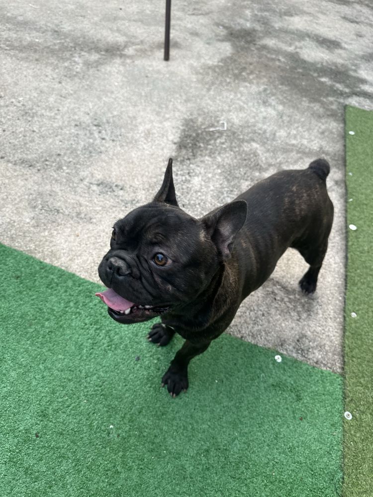 bulldog francês Macho