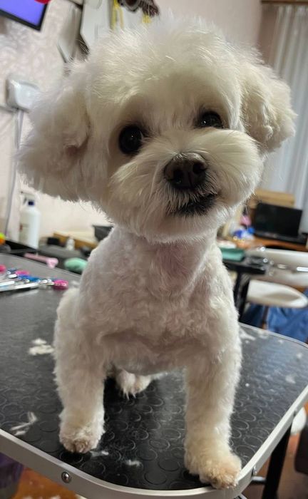 Стрижка собак так котиків,грумінг, район Виставка