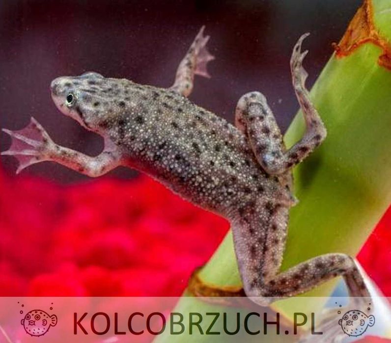 Żaba - Karlik szponiasty - Hymenochirus boettgeri - dowóz, wysyłka