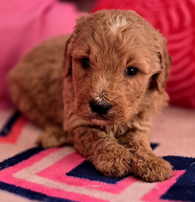 Piesek goldendoodle standard