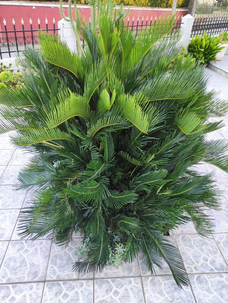 +50 Pés/Rebentos de Cycas