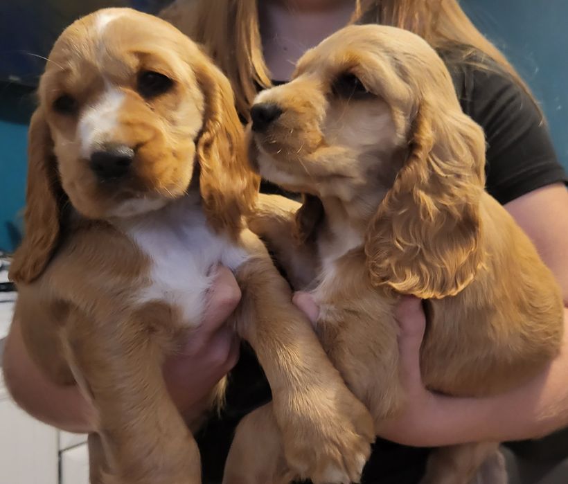 Coker spaniel angielski suczka