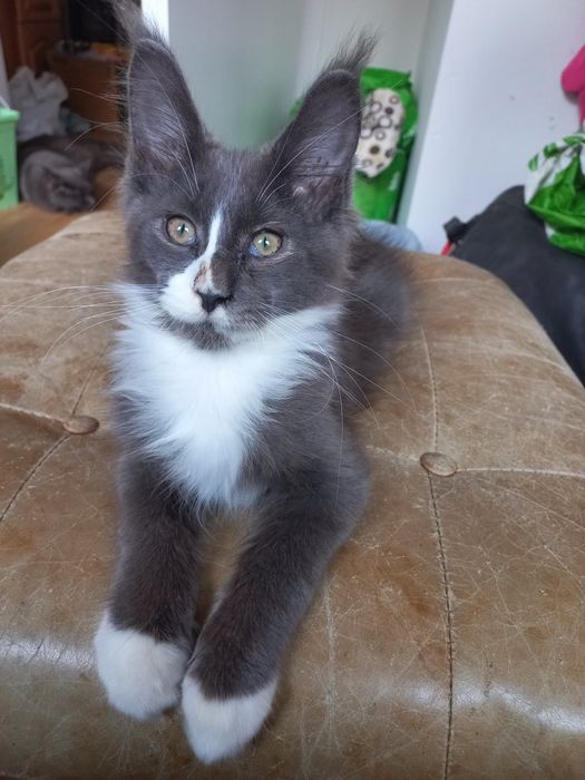 Niebieski kocurek Maine Coon