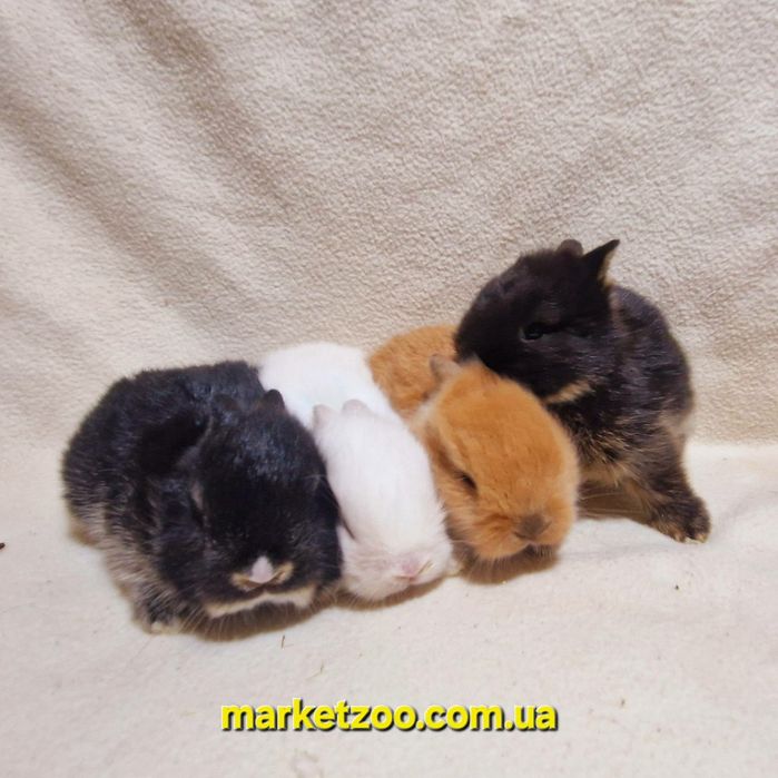 Наймиліші створіння-міні кролики нідерландські!карликовые кролики