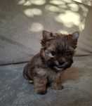 Yorkshire Terrier Ocean Pearl
