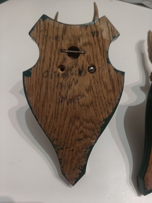 Poroża Jelonka na desce