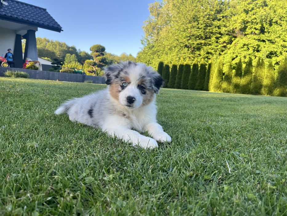 Szczenieta Owczarka Australijskiego -Aussie, odbiór w grudniu