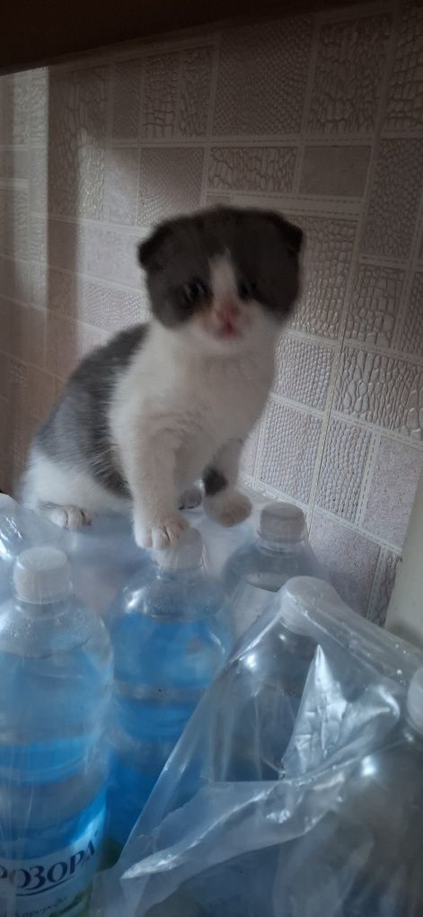 Кошеня.  хлопчик