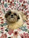 Shih tzu miniaturka suczka 3 miesiece do odbioru