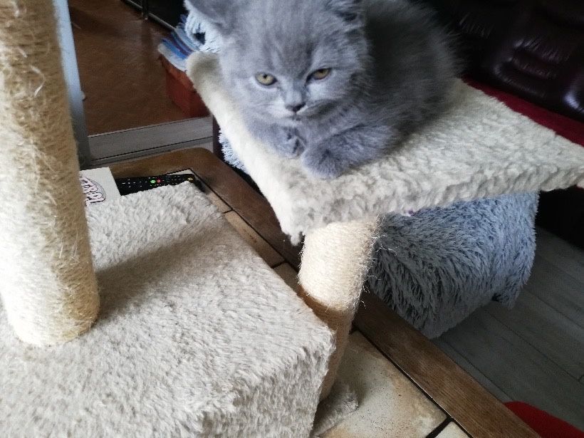 Puszysta arystokratka Brytyjka