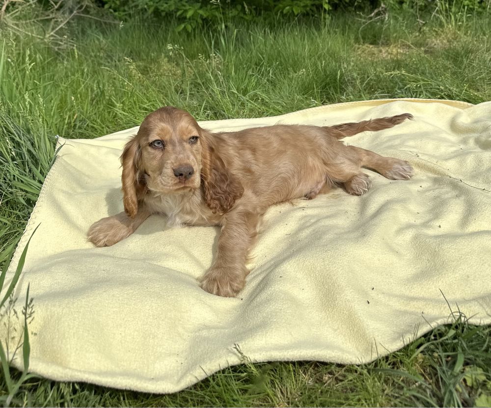 Piesek Cocker Spaniel