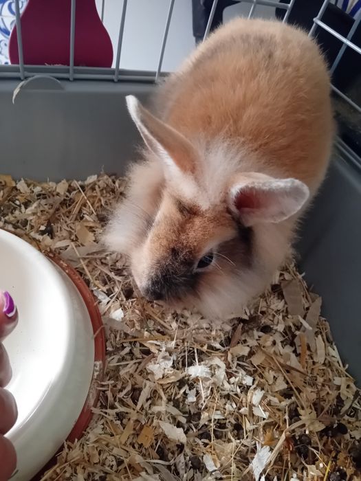 Coelho anao holandes