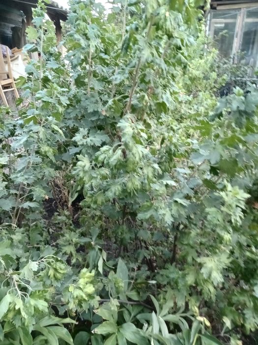 продам  смородину.  , орех.  Вишня . морозник белый .